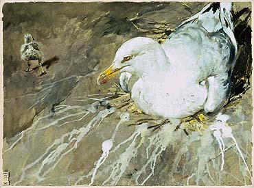 Run - Jamie Wyeth print baby, gull, seagull, nesting